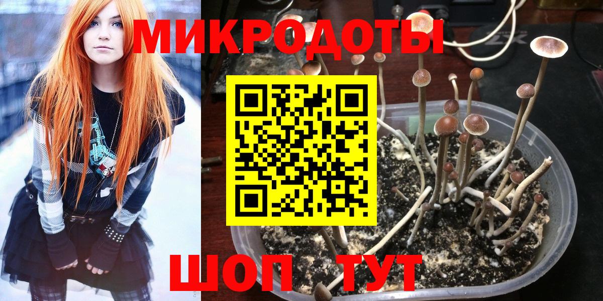 Псилоцибиновые грибы Psilocybe  Вход с VPN  Зима 